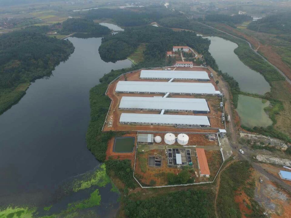 2400种猪场全景照